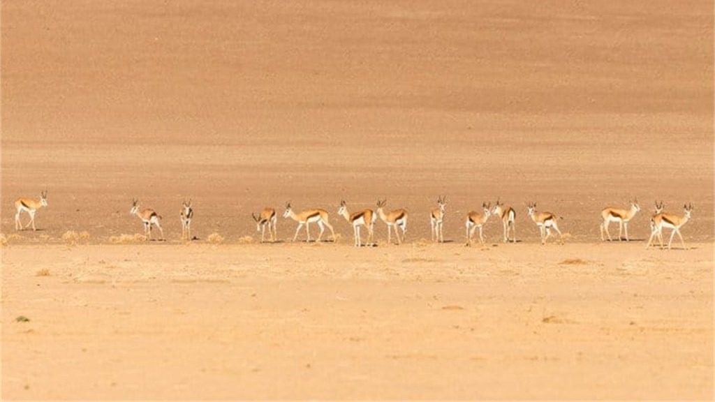 SKAARSHEID EN OORLEWING: DROOGTE IN DIE KALAHARI EN BORRELS OP DIE&nbsp;BEURS/MARKTE