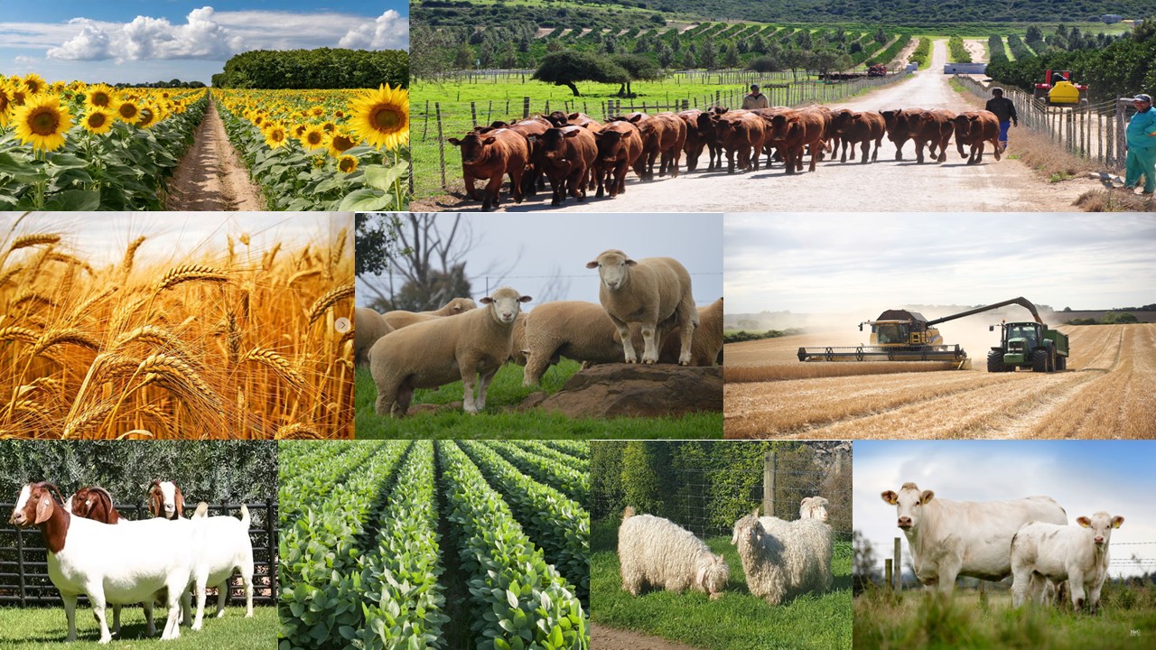 VOLHOUBARE BOERDERYE: DIE SUKSES DAARVAN LÊ IN DATA BESTUUR WAT WEERSPIEËL WORD IN DIE FINANSIËLE VERHOUDINGS WAT VAN TOEPASSINGS IS OP ELKE UNIEKE BOEDERY ENTITEIT