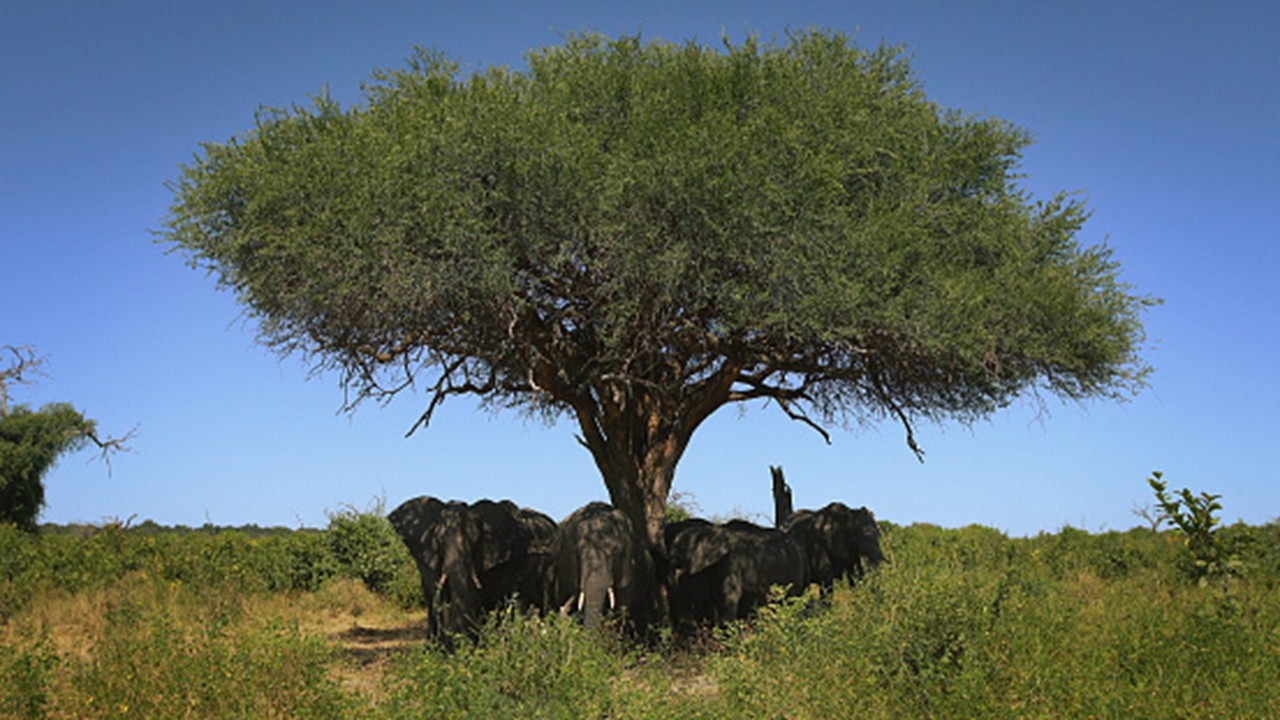 WAT HET DIE WITGATBOOM EN WELVAART INGEMEEN