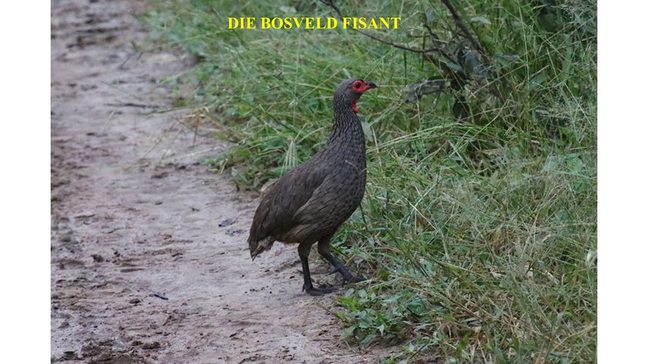 ‘N FISANT WAT BROEI OP EIERS WAT HY NIE GELÊ HET NIE, DIT IS DIE MENS WAT OP ONEERLIKE WYSE RYK WORD. HY/SY SAL SY/HAAR RYKDOM MOET AGTERLAAT IN DIE FLEUR VAN SY/HAAR LEWE, SY/HAAR UITEINDE IS DIE VAN ‘N DWAAS